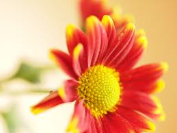 Flower Bloom